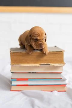 A small puppy and books Stock Photos
