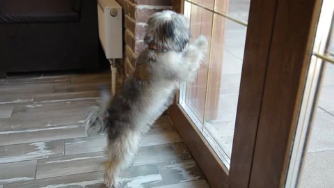 A small puppy barks through the door window, missing its owner. Stock Footage 153099961