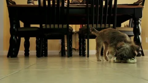 Small Puppy... Big Bone Stock Footage 11446144