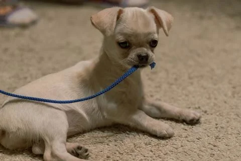 Small puppy chewing on leash while relaxing on carpet Stock Photos