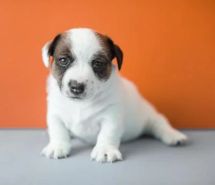 Small puppy dog Stock Photos