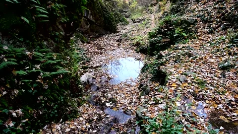 Small puppy exploring the wilderness 스톡 동영상 220563131