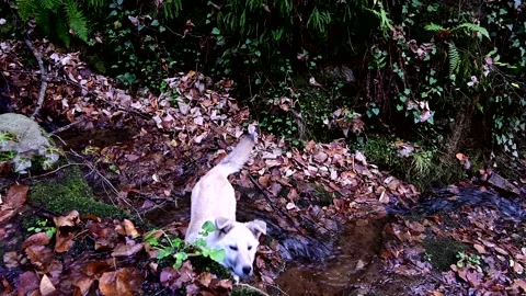 Small puppy exploring the wilderness Stock Footage 223714444