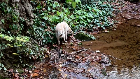 Small puppy exploring the wilderness Stock Footage 225144785