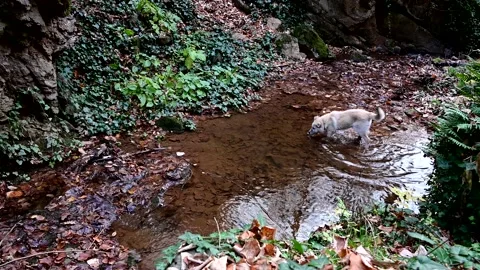 Small puppy exploring the wilderness Stock Footage 227374520