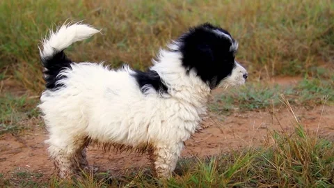 Small puppy 動画素材 196208190