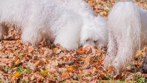 Small puppy is having lots of tree leaves on his hair Stock Footage 83774862