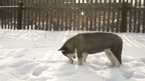 A small puppy of the Husky breed walks outdoors on a sunny day Stock Footage