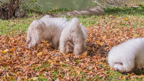 Small puppy is jumping out of joy Video stock 83774805