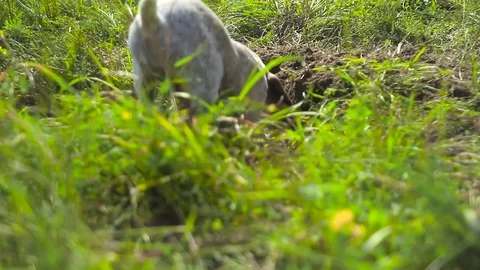 A small puppy kurtshaar digs a pit Stock Footage 76766347