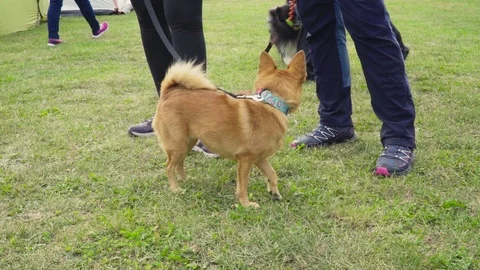 A small puppy on a leash Stock Footage 118014291