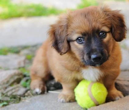 Small puppy 库存照片