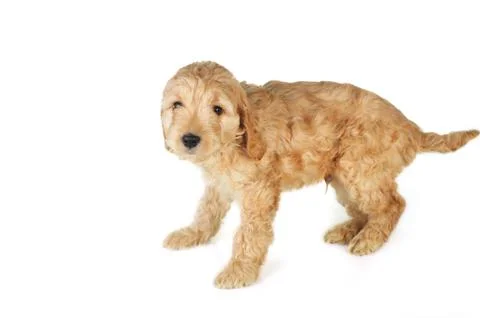 Small  puppy Stock Photos