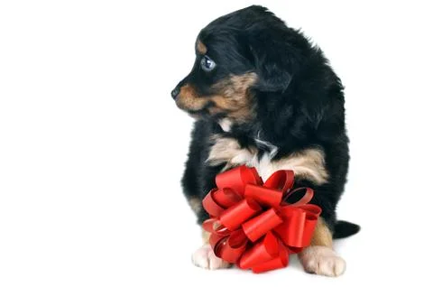 Small  puppy Stock Photos