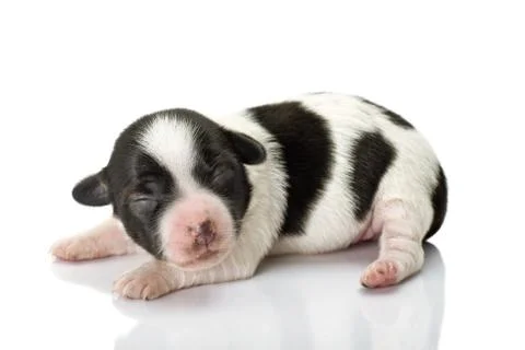 Small puppy Stock Photos
