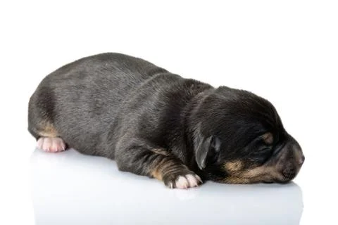 Small puppy Stock Photos