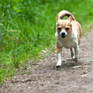 Small puppy Foto stock