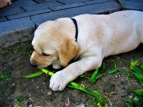 Small puppy Stock Photos