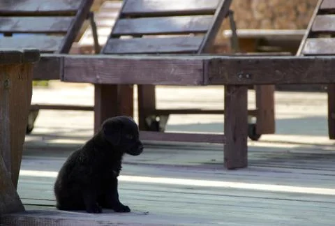 Small puppy Stock Photos