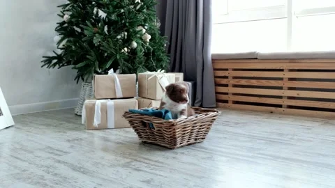 А small puppy sits alone in a wicker basket under the Christmas tree Stock Footage 231258812