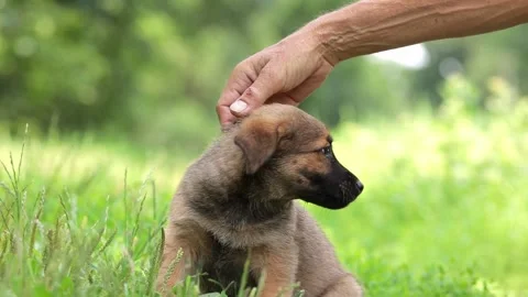 A small puppy sits in the green grass in the spring.The need to treat pets from Stock Footage 306313043