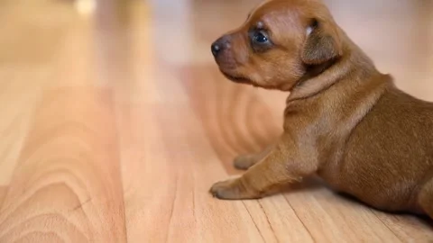 A small puppy takes its first steps. A newborn puppy on the floor in the house. Stock Footage 159493735