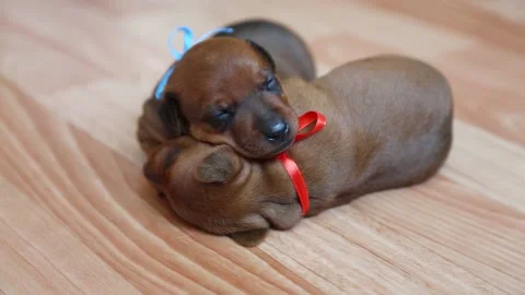 A small puppy takes its first steps. A newborn puppy on the floor in the house. Stock Footage 166410506
