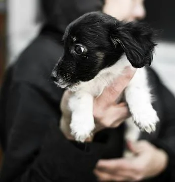Small puppy turned sideways while being held by hands. a stray dog. Stock Photos