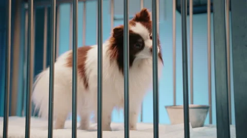 A small puppy wagging it's tail and tilting it's head in curiosity while Stock Footage 236457031