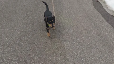 Small puppy walking on a leash with the leash in his mouth. Video stock 330874615