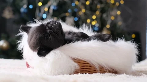 Small  puppy on white  background. Cute small pet for loving Stock Footage 228876193