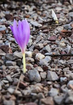 A small purple crocus cut through the stones and bloomed. A crocus flower Stock Photos