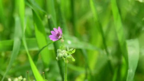 Small purple field flower in the forest green 2 Stock Footage 245614964