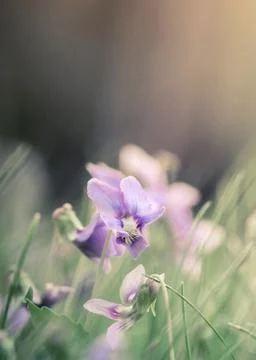 Small purple flower abstract Stock Photos