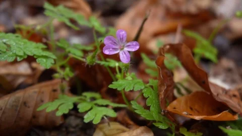 Small purple flower amidst fallen leaves. Stock Footage 254213247
