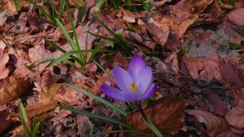 A small purple flower blowing in the wind, surrounded by crunchy brown leaves. Stock Footage 306470951