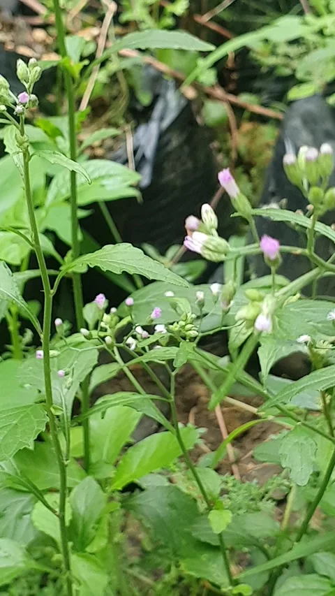 Small purple flower blown by the wind Stock Footage 301576092