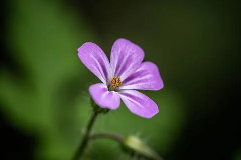Small purple flower at close range, incredible wildlife Stock Photos