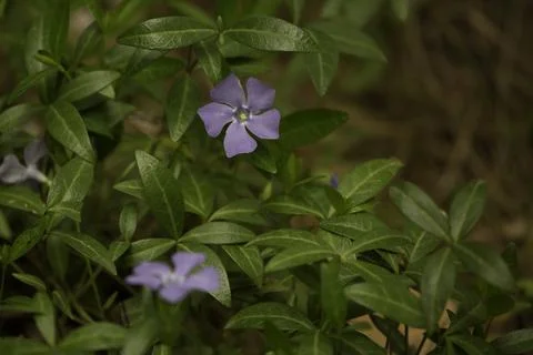 Small purple flower in the forest Stock Photos