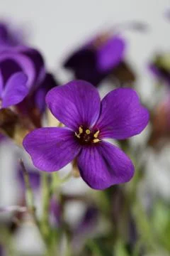 Small purple flower macro background Aubrieta deltoidea family brasicaceae pr Stock Photos
