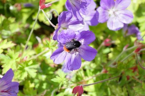 Small purple flower Stock Photos