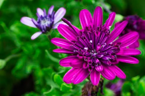 Small purple flower Foto stock
