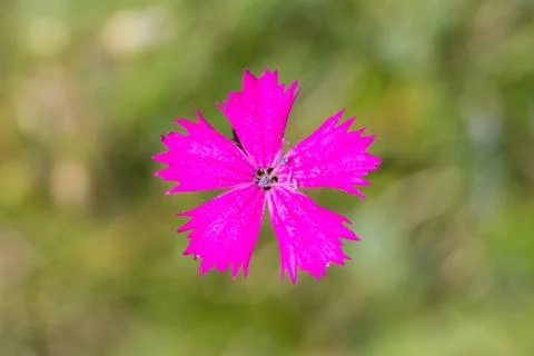 Small purple flower in the spring Stock Photos
