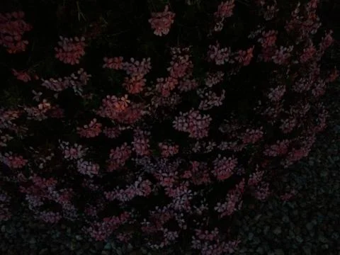 Small purple flowers bush pattern background at night Stock Photos