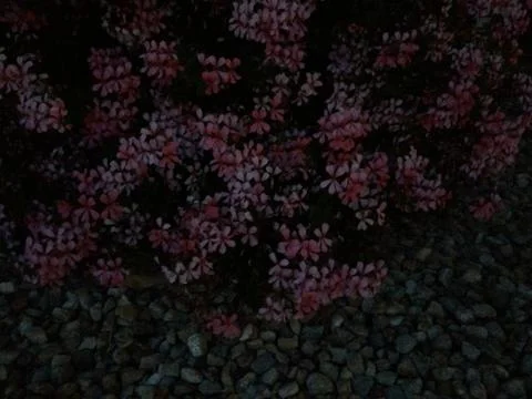 Small purple flowers bush pattern background at night Stock Photos