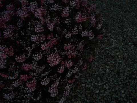 Small purple flowers bush pattern background at night Stock Photos