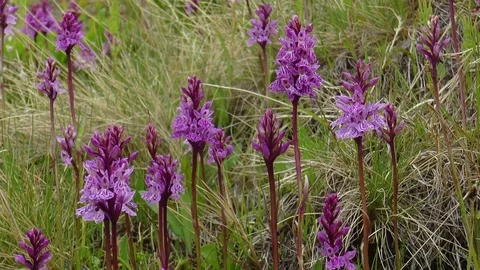 Small purple flowers of north. Video stock 71019998