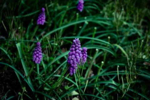 Small Purple Flowers in a Patch of Dark Green Grass Stock Photos