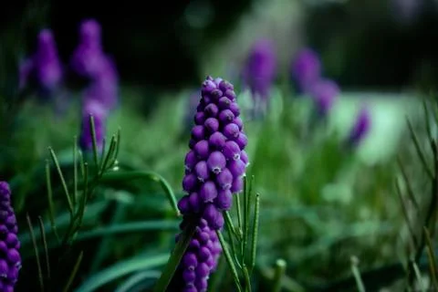 Small Purple Flowers in a Patch of Dark Green Grass Stock Photos
