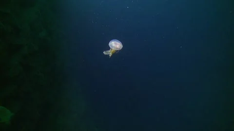 Small purple  jelly Video stock 56756563